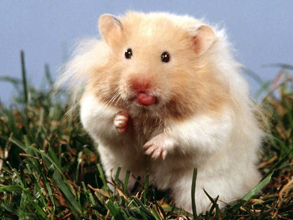 Teddy Bear Hamster